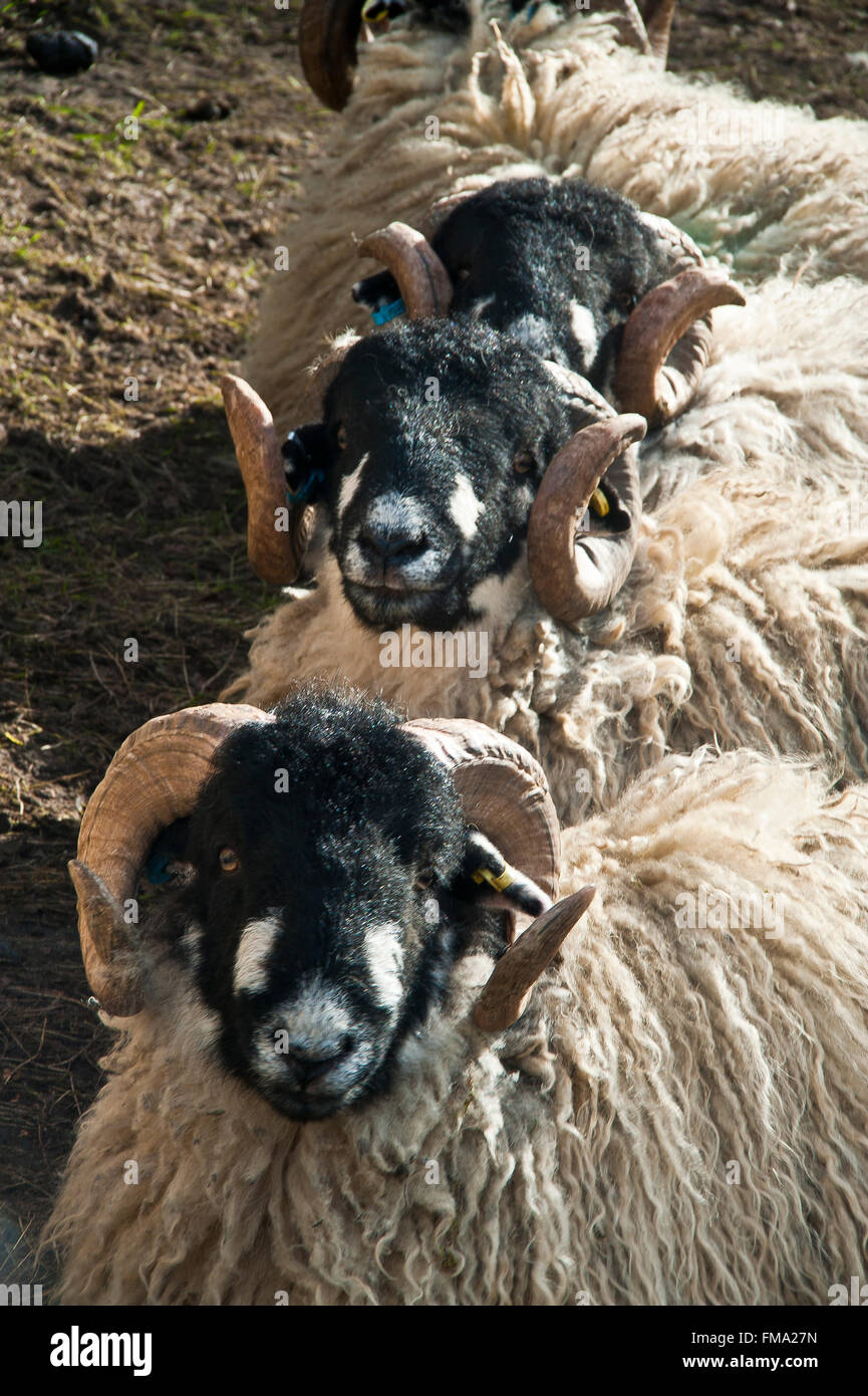 black face sheep in line in yorkshire dales near pen-y-gent Stock Photo