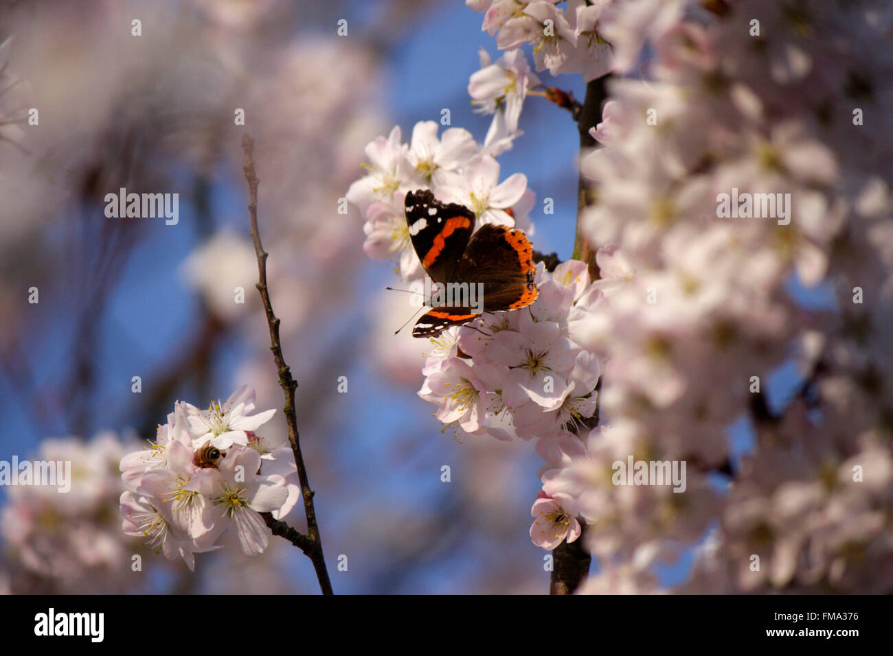 Schmetterling auf bluehendem Kirschbaum: Nationalpark Unteres Odertal/ Oderauen, Criewen, Brandenburg. Stock Photo