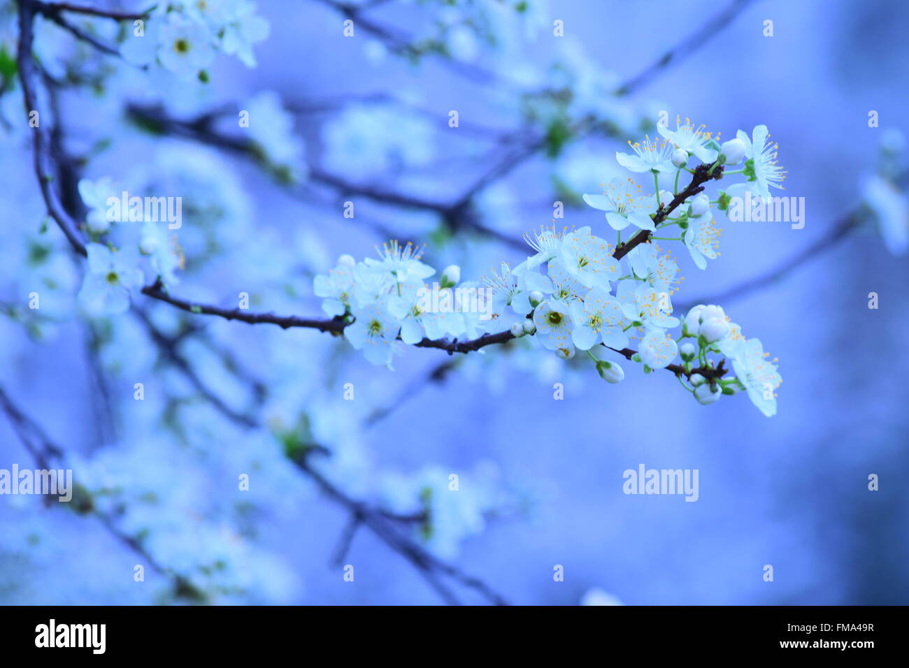 Tree Plump High Resolution Stock Photography and Images - Alamy