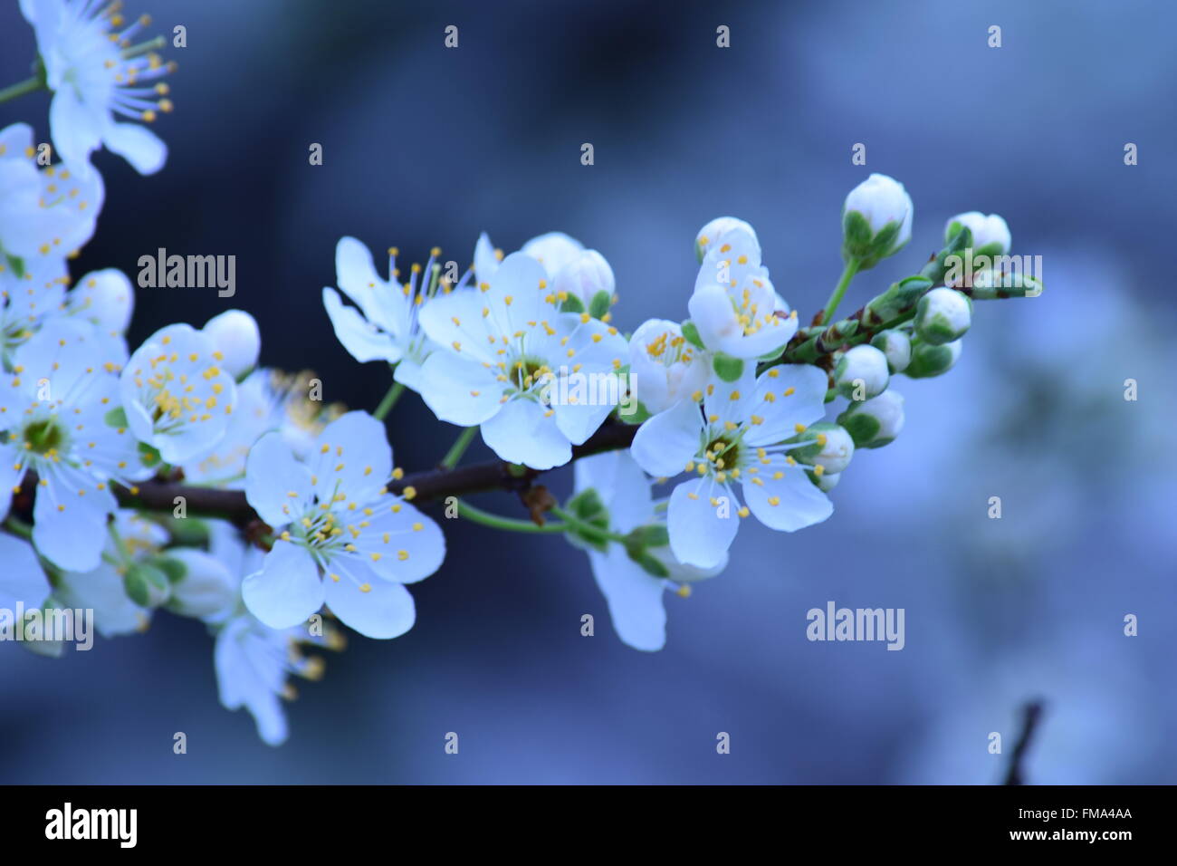 Tree plump hi-res stock photography and images - Alamy