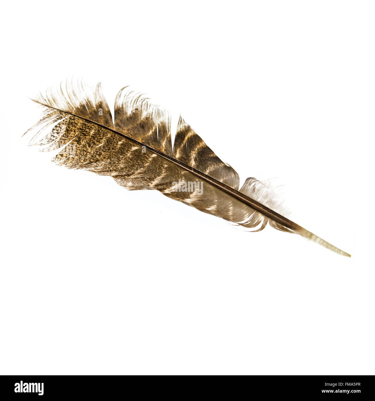 Eastern turkey bird hi-res stock photography and images - Alamy