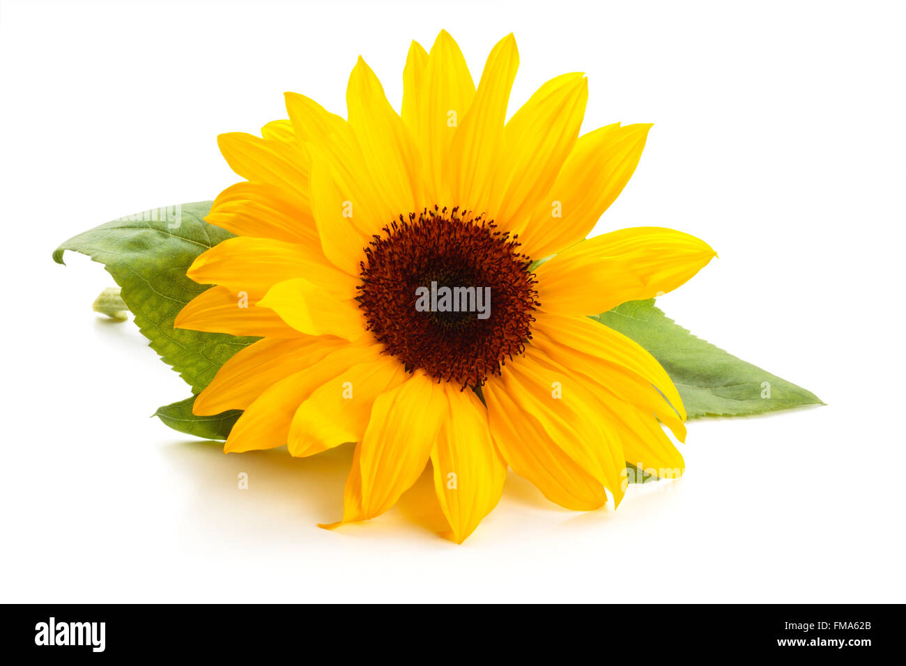 Sunflower with leaves Stock Photo Alamy