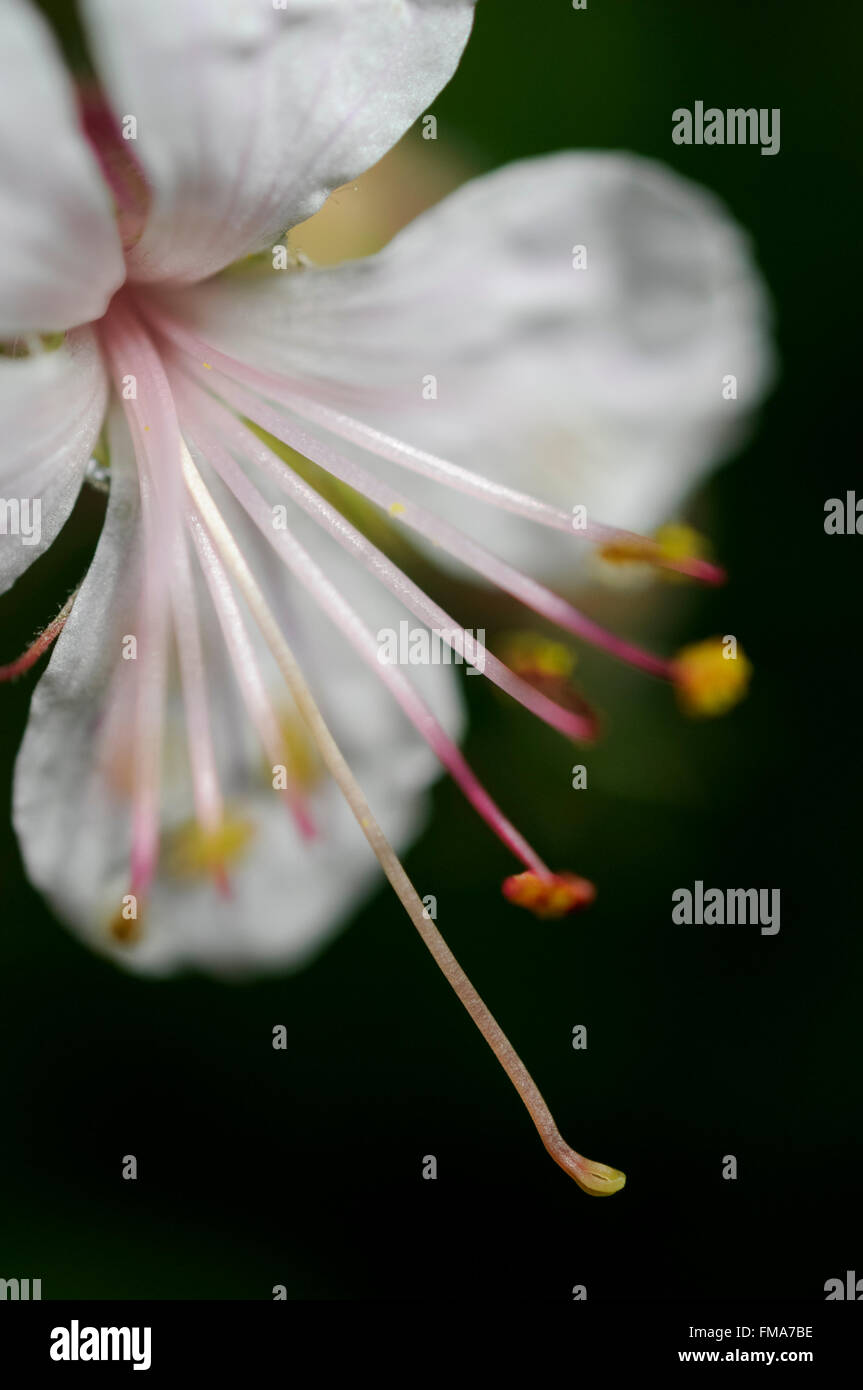 Pale pink Geranium macrorrhizum seen in close up with long stamens against a dark background. Stock Photo