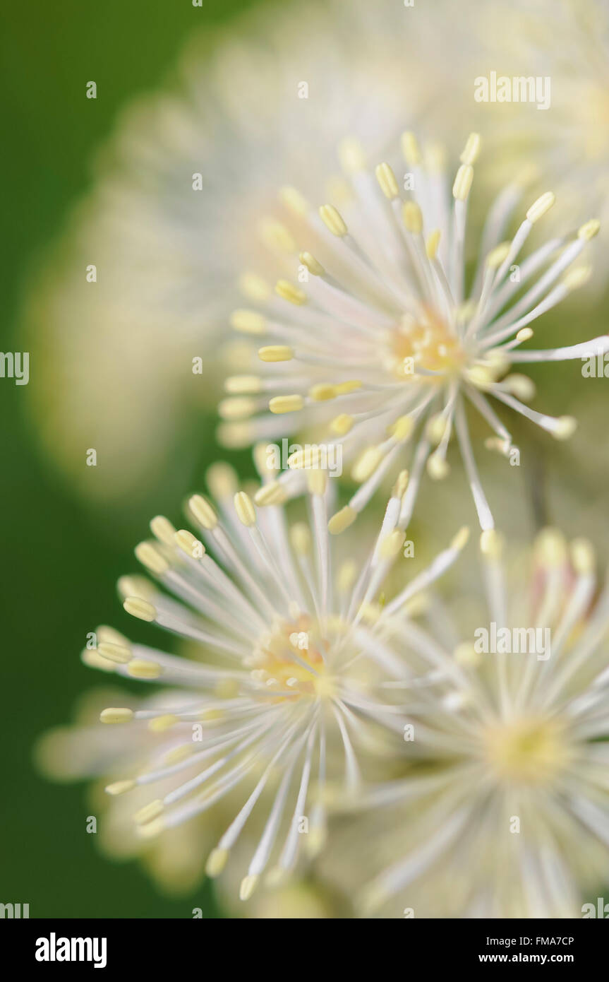 Beautiful white Thalictrum aquilegifolium flower seen in close up. Stock Photo