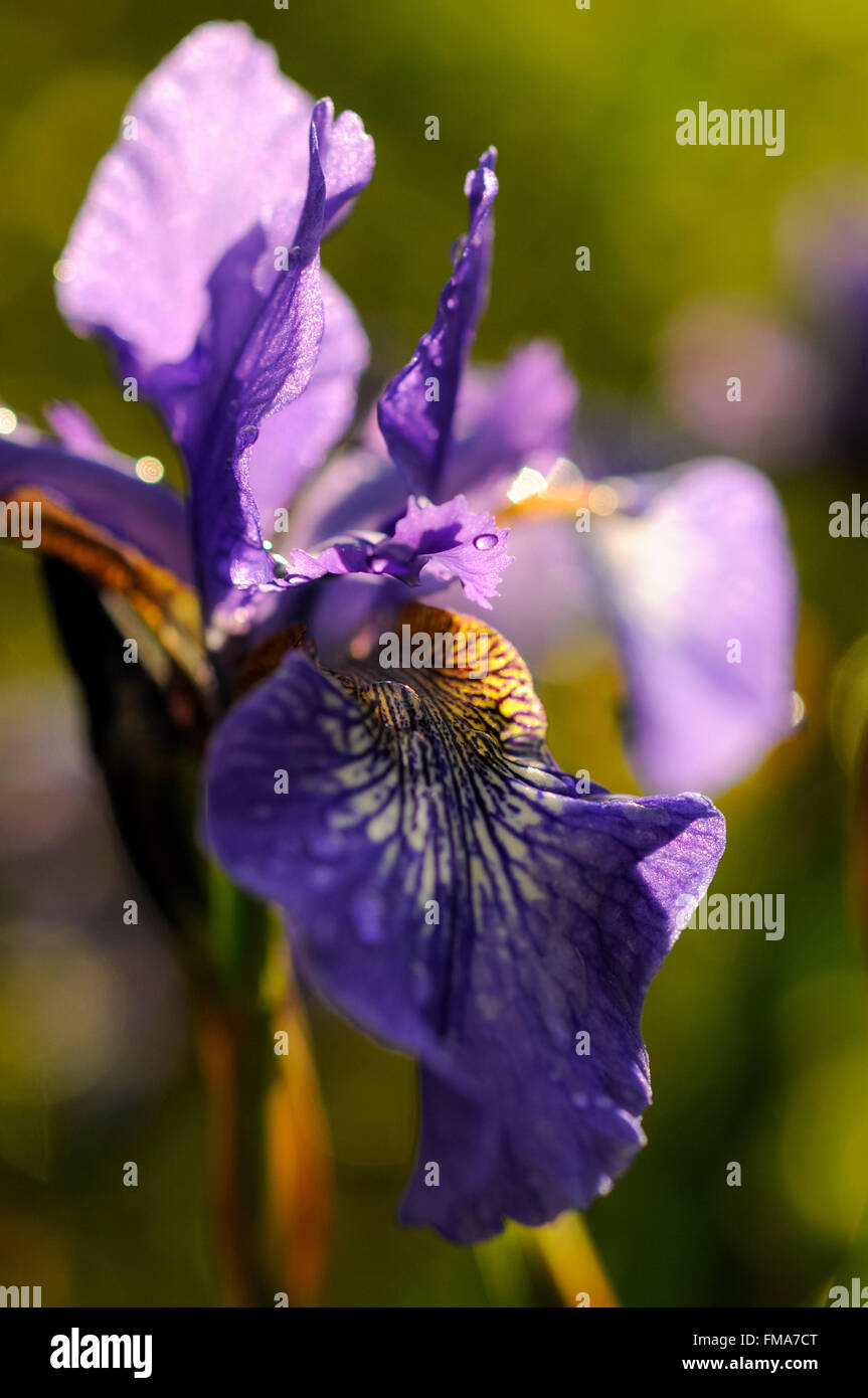 Blue Iris Sibirica flower with summer sunlight coming through the petals. Stock Photo