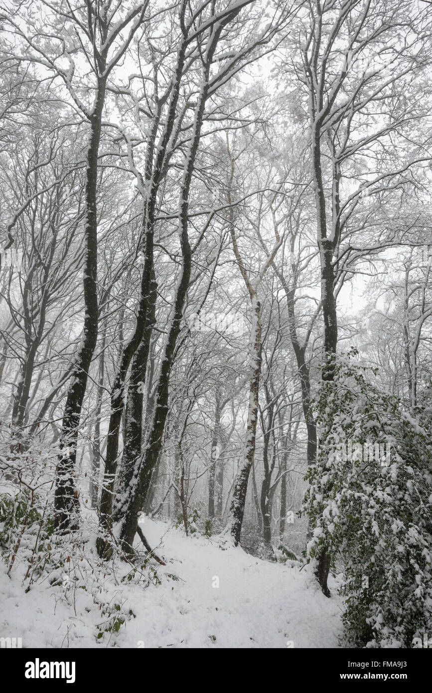 A light mist in a magical, snowy woodland in northern England. Stock Photo