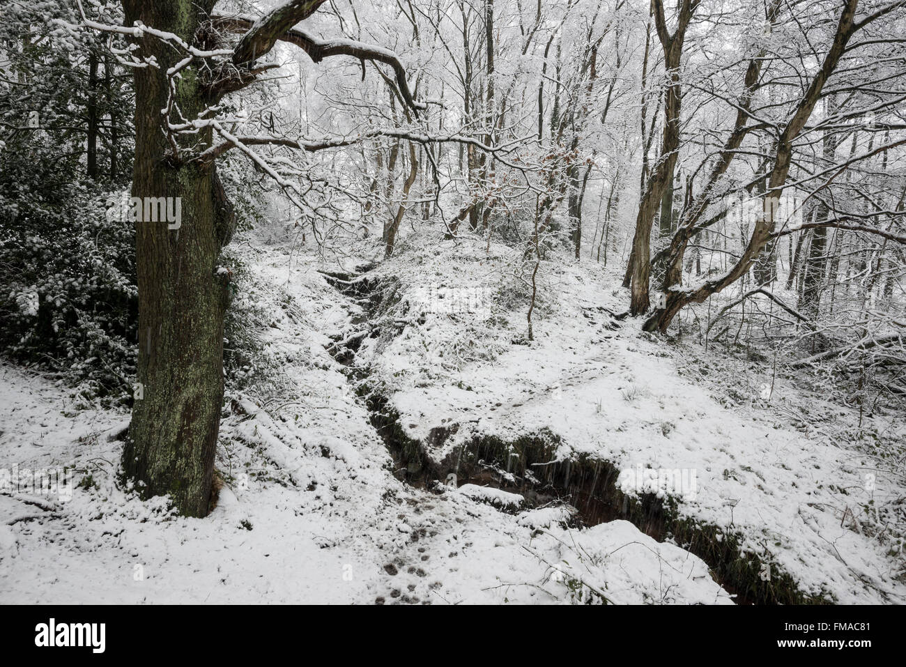 Stream running through a snowy English woodland. Oak tree beside the path. Stock Photo