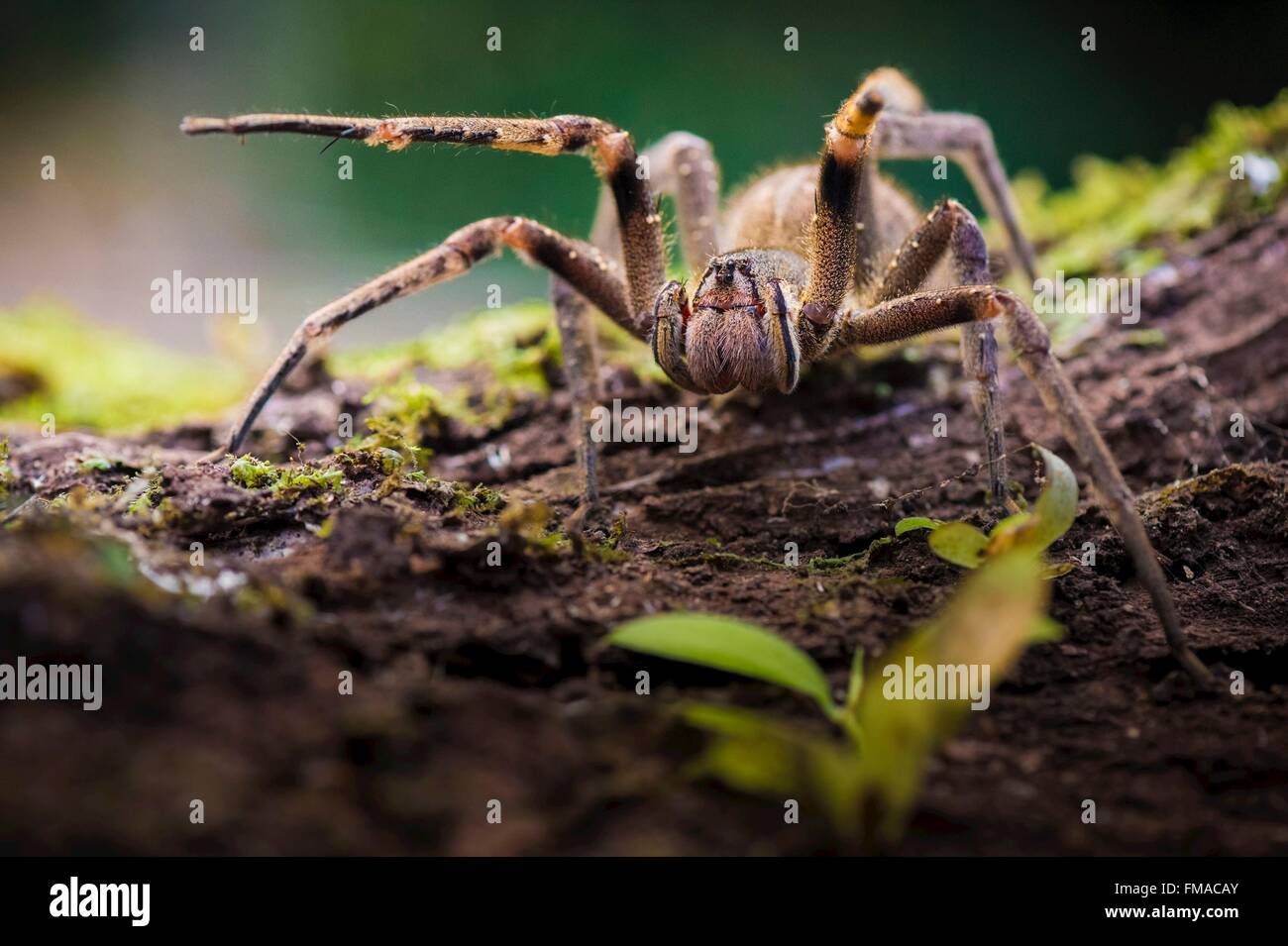 France, Guyana, French Guyana Amazonian Park, heart area, Camopi, Phoneutria spider, which venom is very powerful, aggressive Stock Photo
