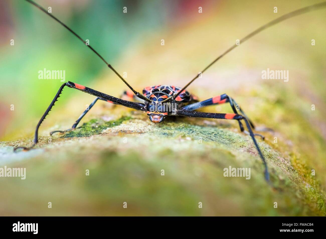 National tree of guyana hires stock photography and images Alamy