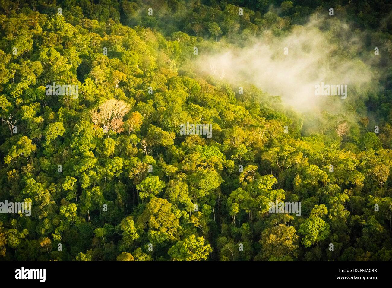 Guyana rainforest canopy hires stock photography and images Alamy