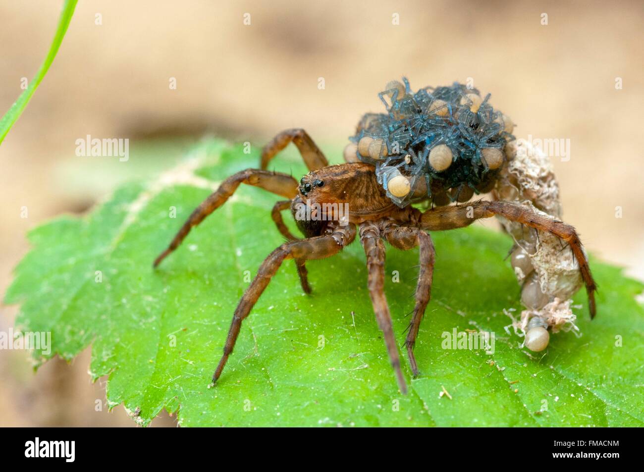 France, Isere, wolf spider (Lycosidae) carrying her cubs on her back Stock Photo