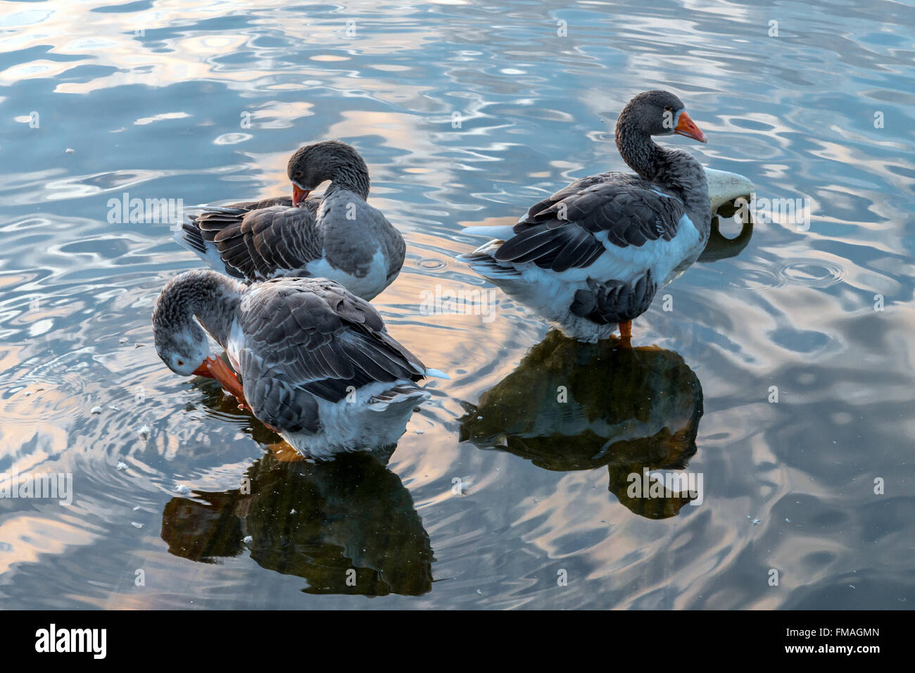 Three ducks wash at lake Stock Photo Alamy