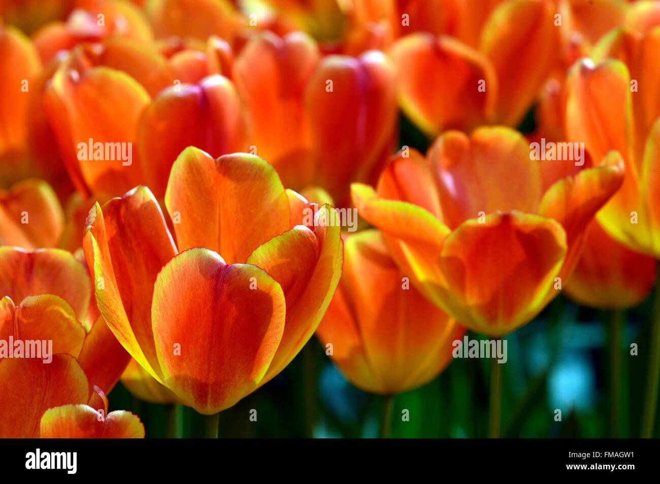 Netherlands, Southern Holland Province, Lisse, floral park of Keukenhof Stock Photo