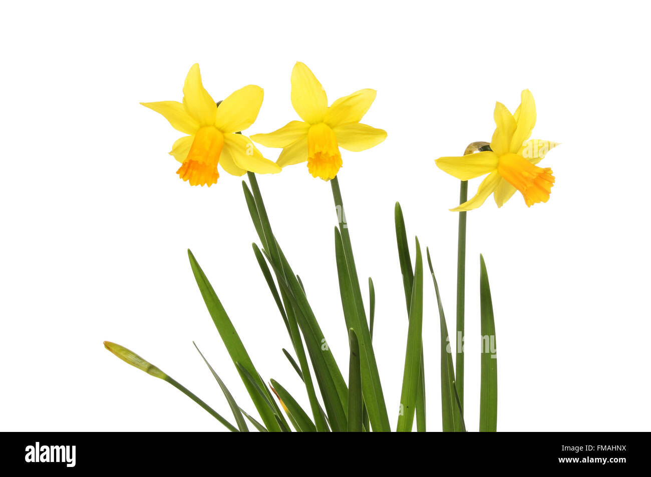 Three Tete a Tete Daffodil flowers, bud and leaves isolated against