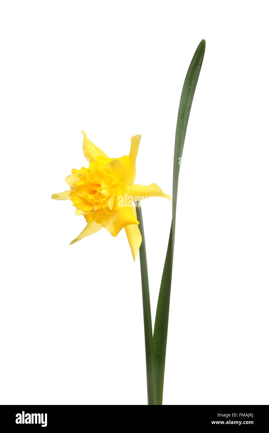 Single daffodil.
