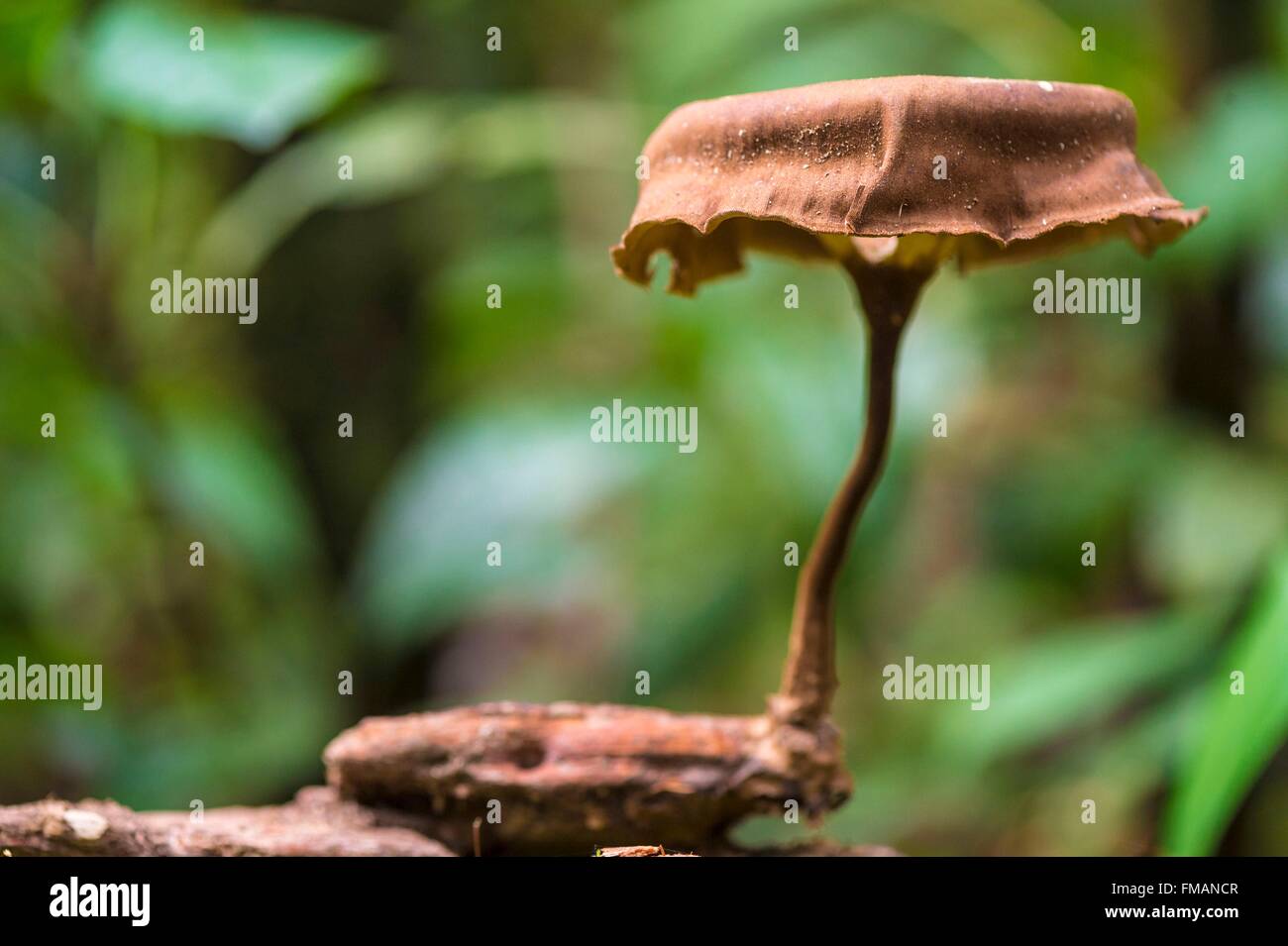 France, Guyana, French Guyana Amazonian Park, heart area, Camopi, Lentinus velutinus mushroom on Mount Itoupe (830 m), the Stock Photo