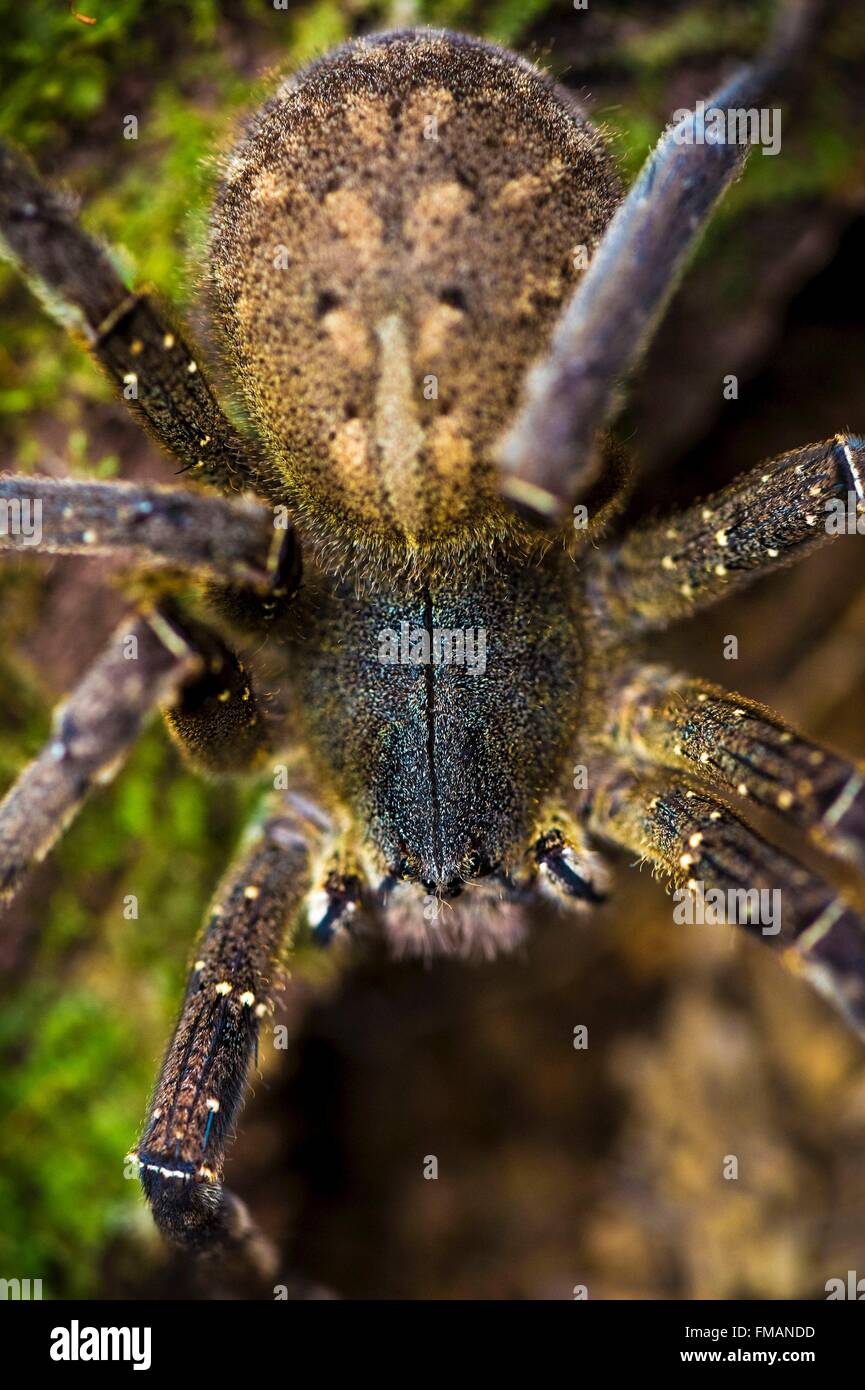 France, Guyana, French Guyana Amazonian Park, heart area, Camopi, Phoneutria spider, which venom is very powerful, aggressive Stock Photo