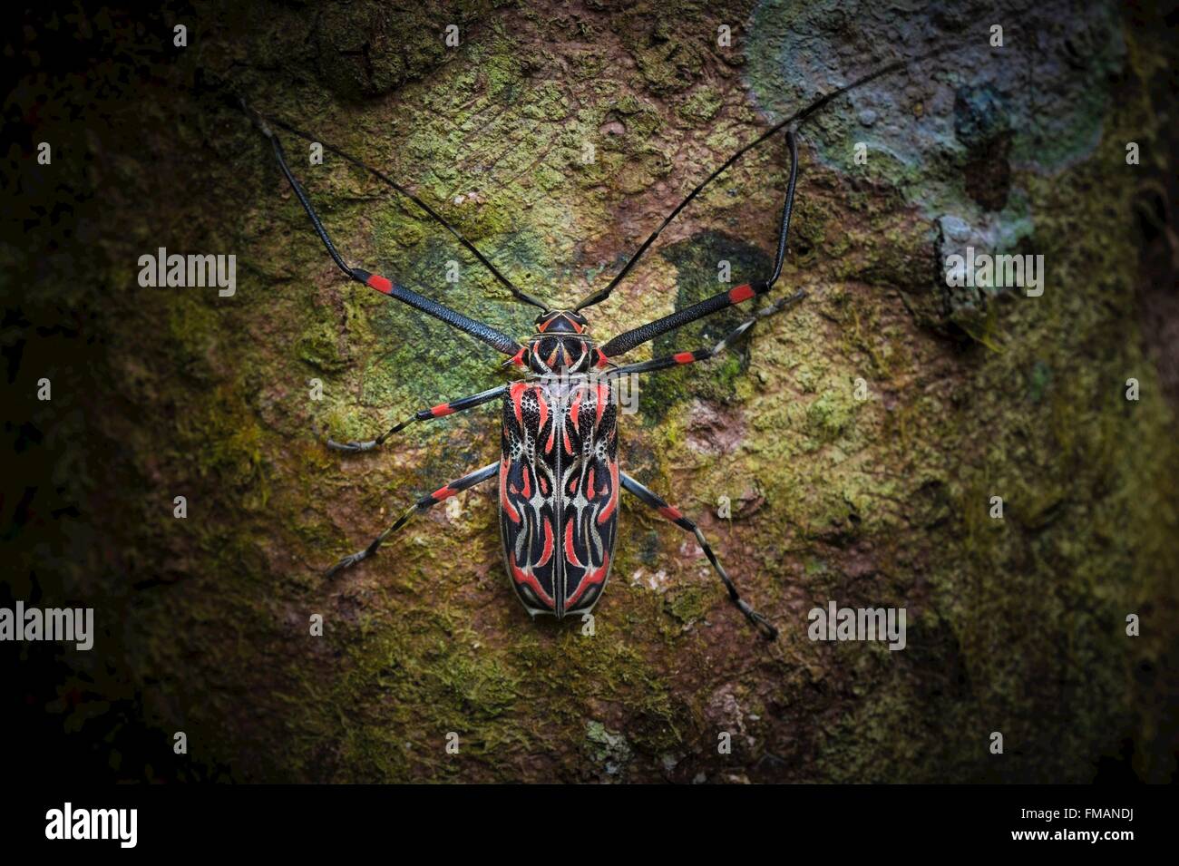 National tree of guyana hires stock photography and images Alamy