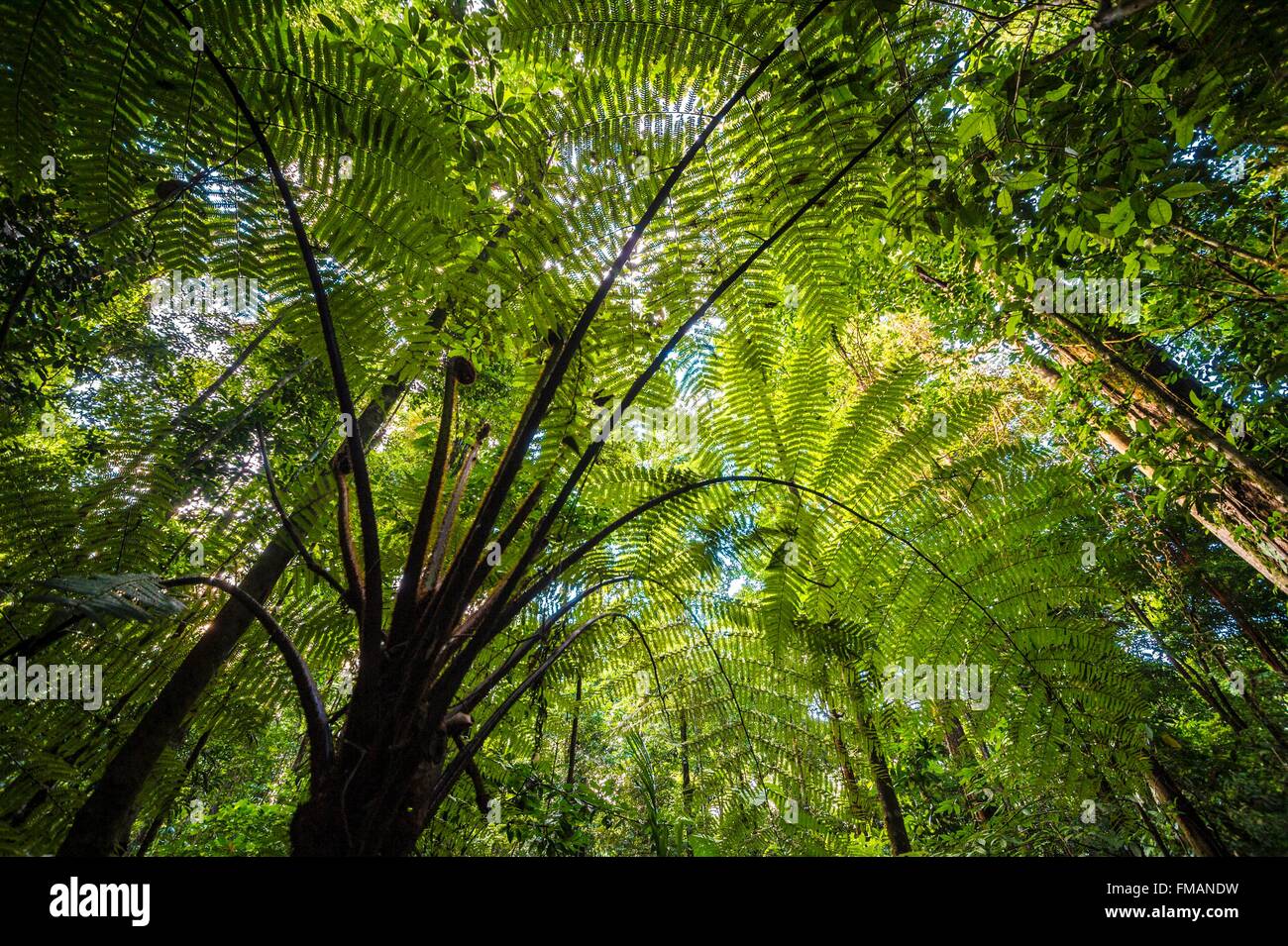 France, Guyana, French Guyana Amazonian Park, heart area, Camopi, tree fern in the cloud forest on Mount Itoupe (830 m), the Stock Photo