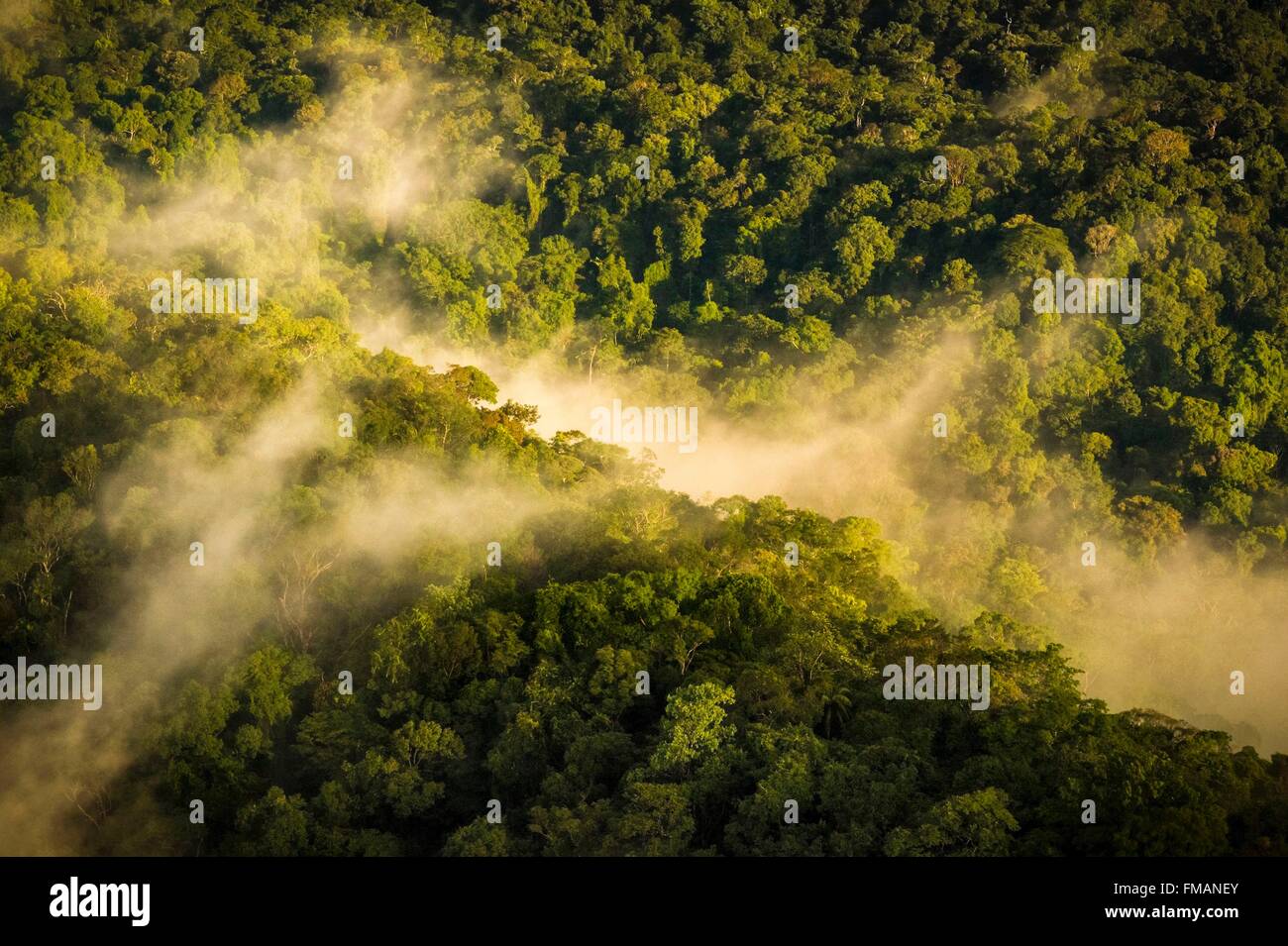 Guyana rainforest canopy hires stock photography and images Alamy