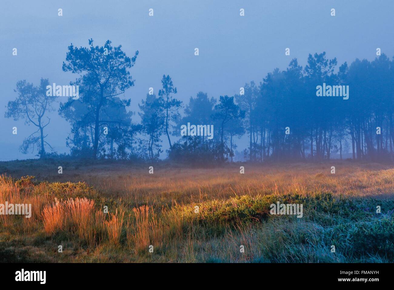 France, Finistere, Plomodiern, Menez Hom, Ghostly figure of a wood at sunset Stock Photo