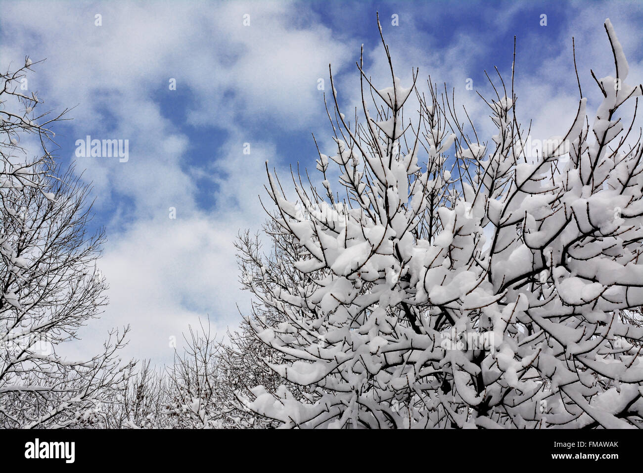 Tree branches with snow background Stock Photo - Alamy