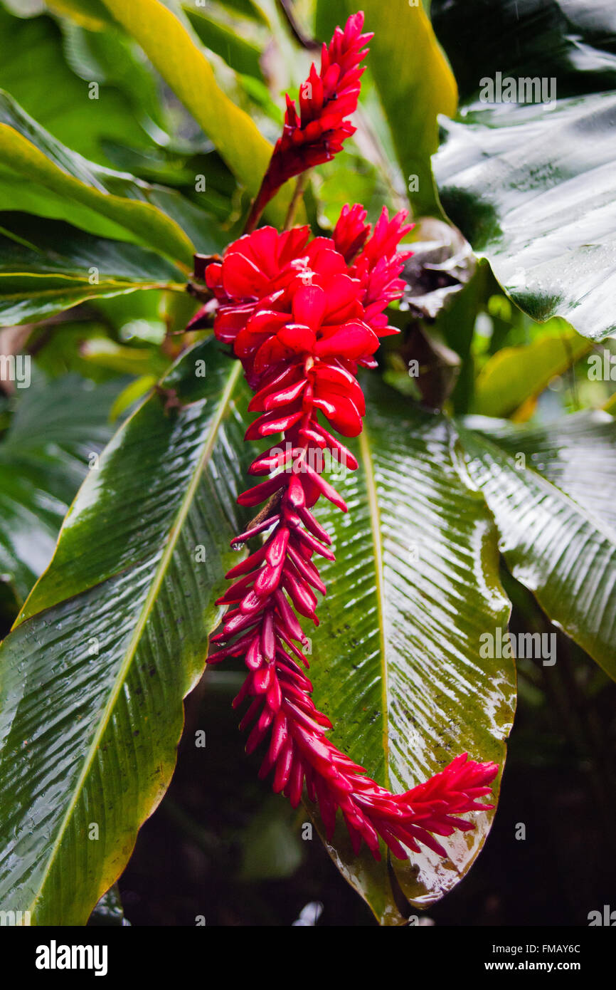A red alpinia in Guadeloupe rainforest, Basse-Terre Stock Photo