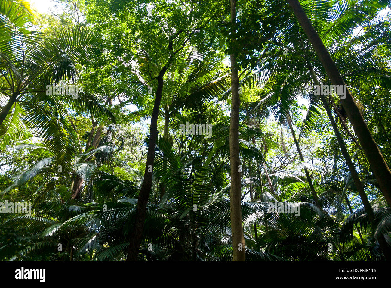 Jungle of palm trees (Brazil) Stock Photo