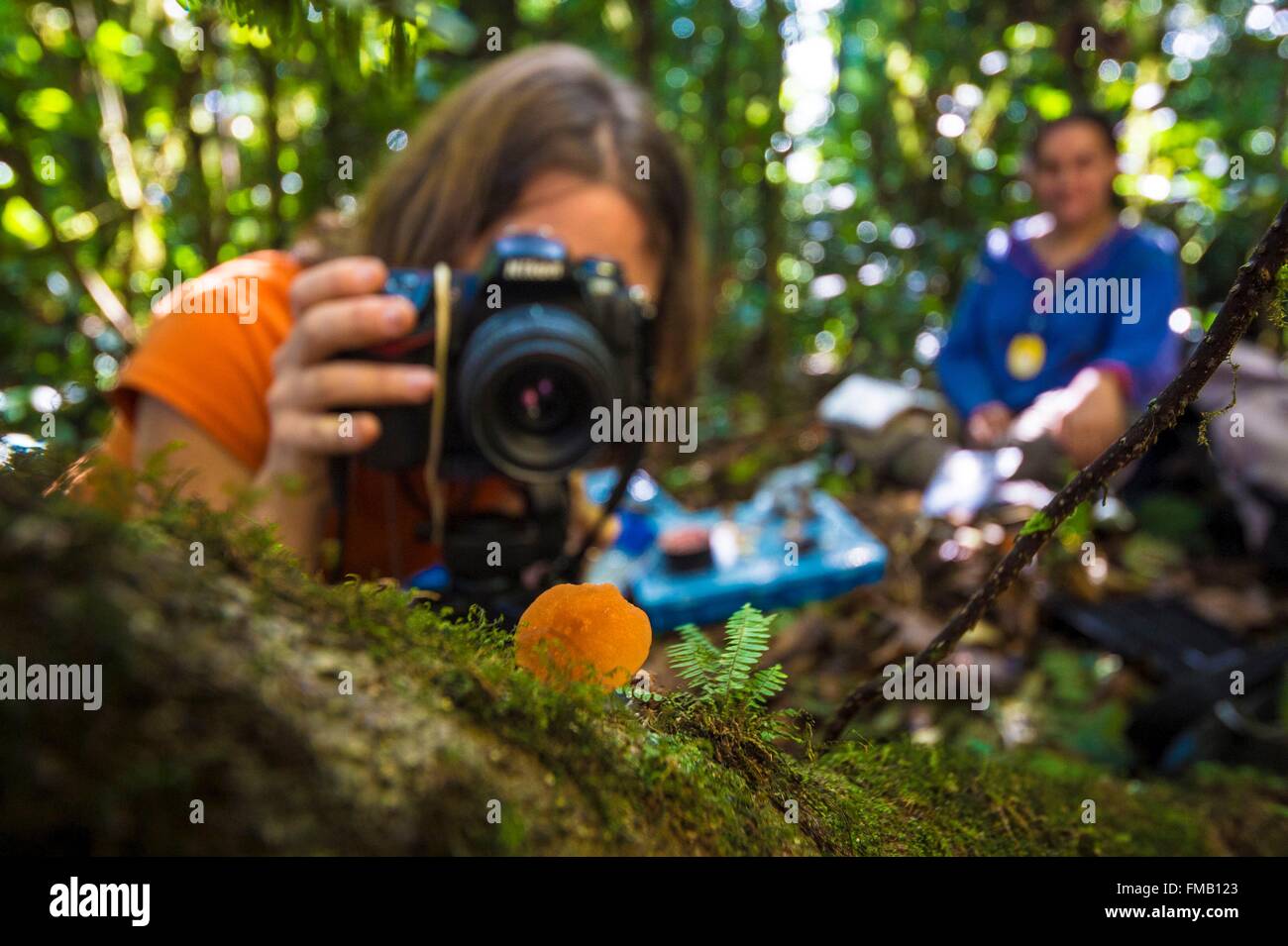 France, Guyana, French Guyana Amazonian Park, heart area, Camopi, mycologist at work on Mount Itoupe (830 m), the second summit Stock Photo