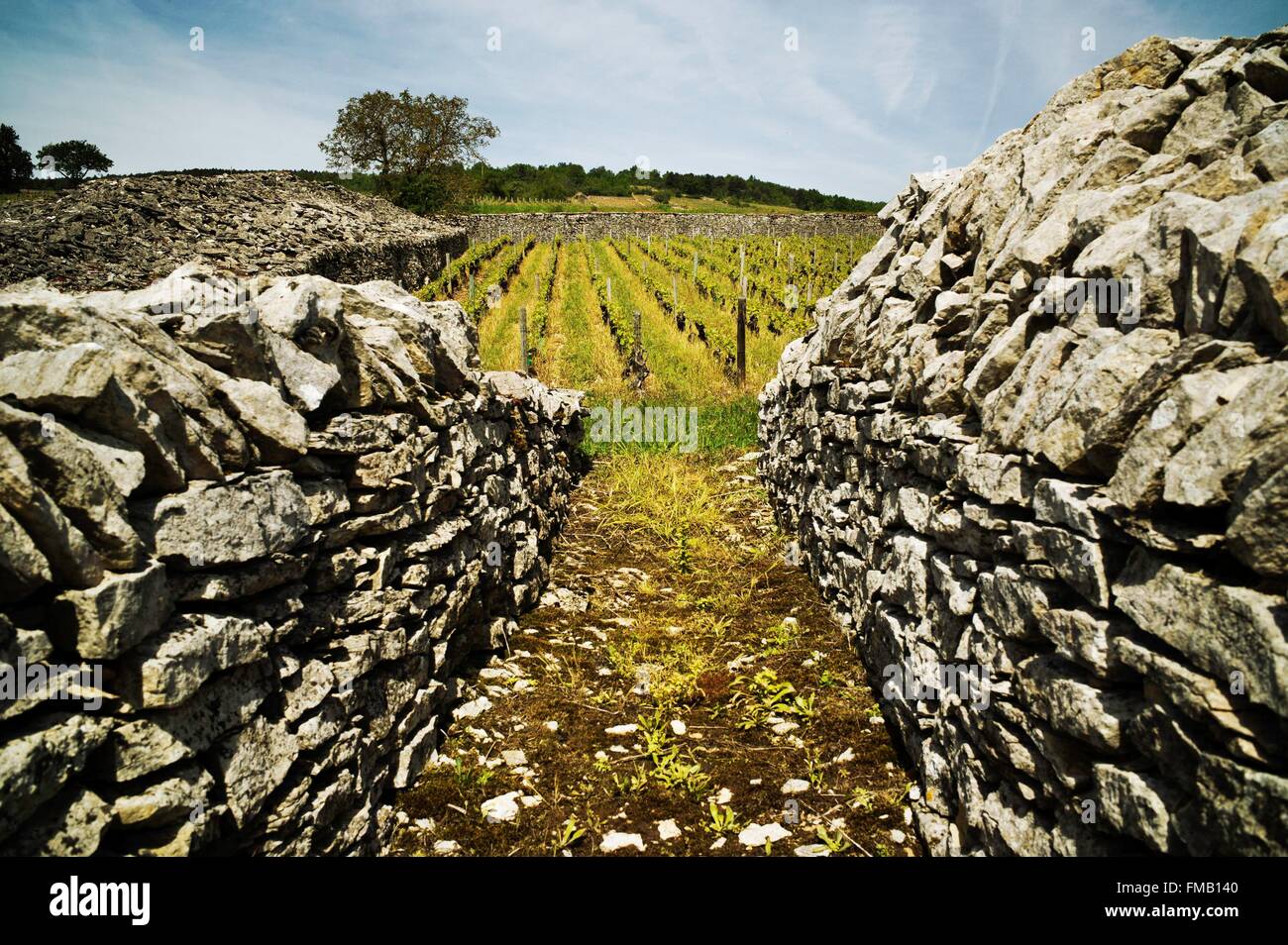 France, Cote d'Or, Santenay, the tourist route of the Grands Crus de Bourgogne, Climats, terroirs of Burgundy listed as World Stock Photo