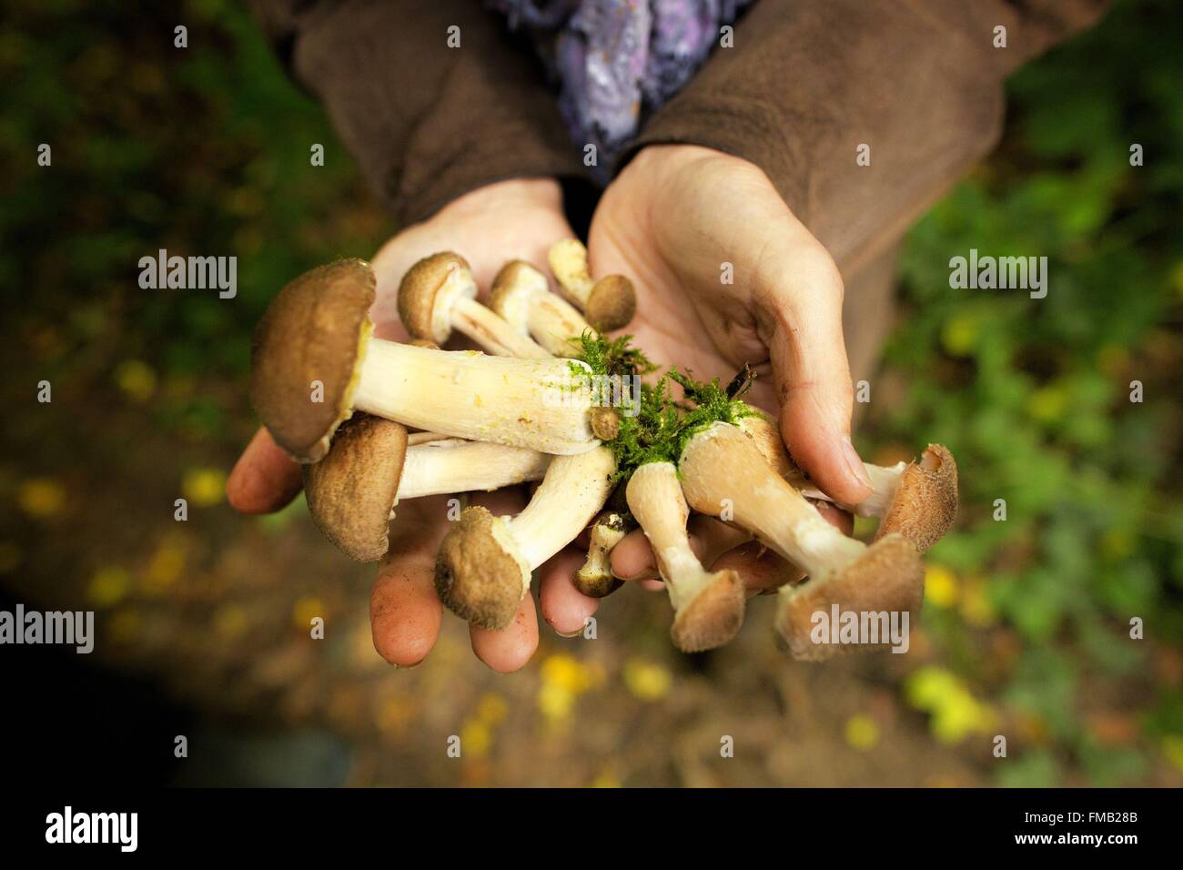 France, Oise, mushroom hunting Stock Photo