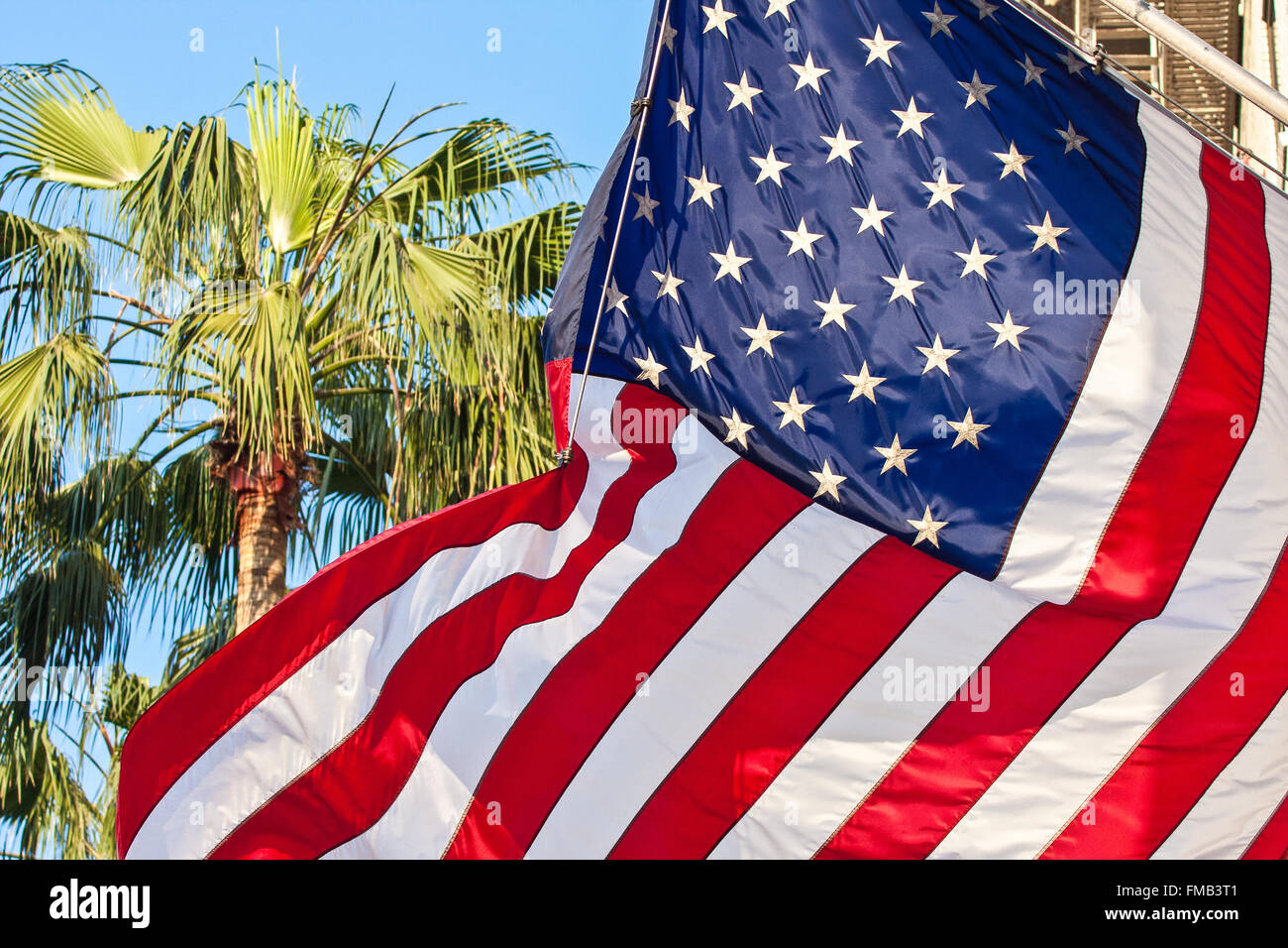 american flag palm tree