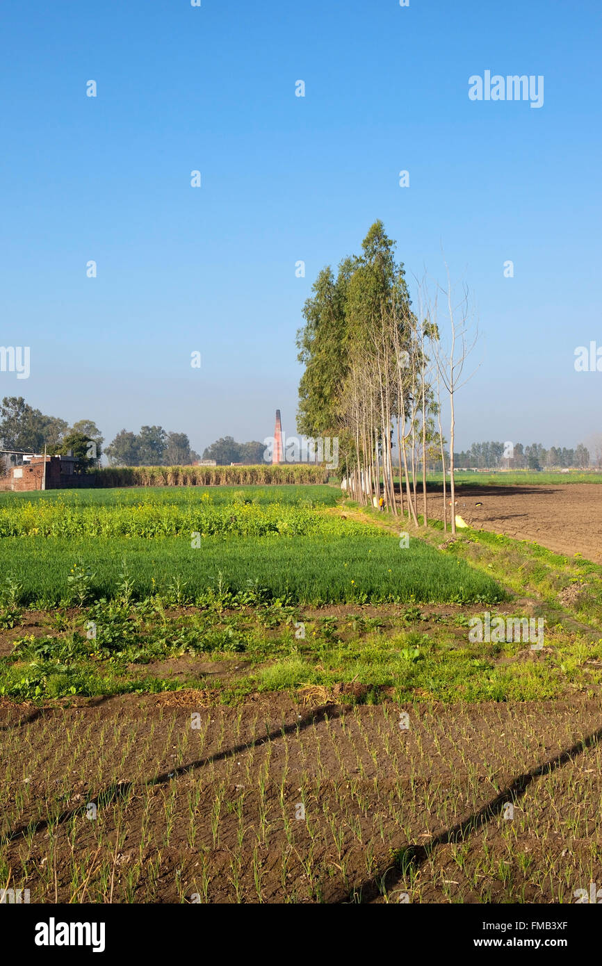 Traditional small areas of crops in rural Punjab with sugar cane fields and a brickyard chimney under a blue sky in springtime Stock Photo