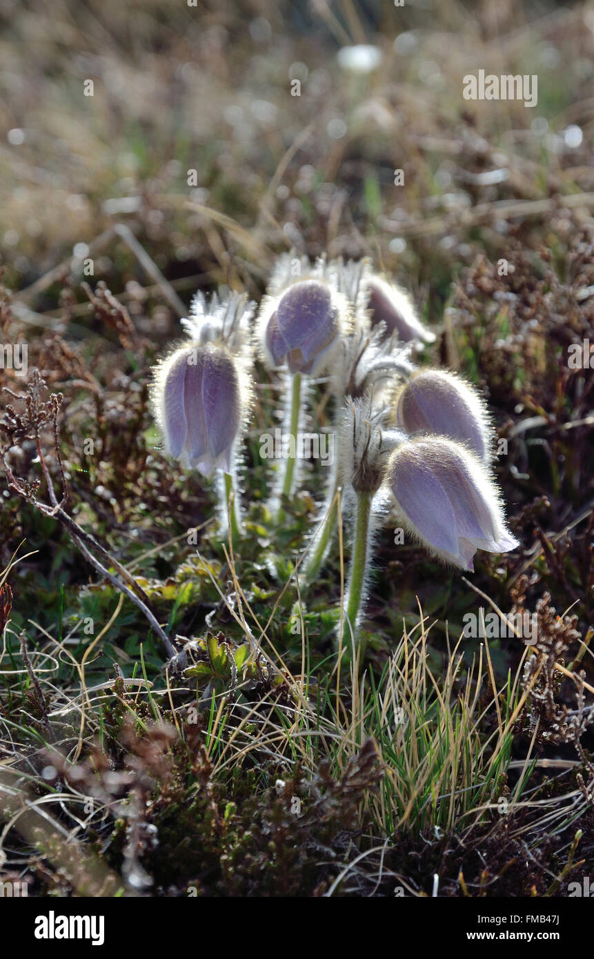 Alpine pasque-flower Stock Photo
