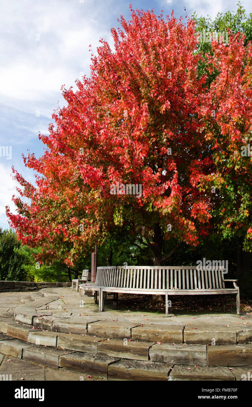 Empty park bench under fall trees with colorful leaves at Cornell Arboretum in Finger Lakes Region, Ithaca Tompkins County central New York USA. Stock Photo