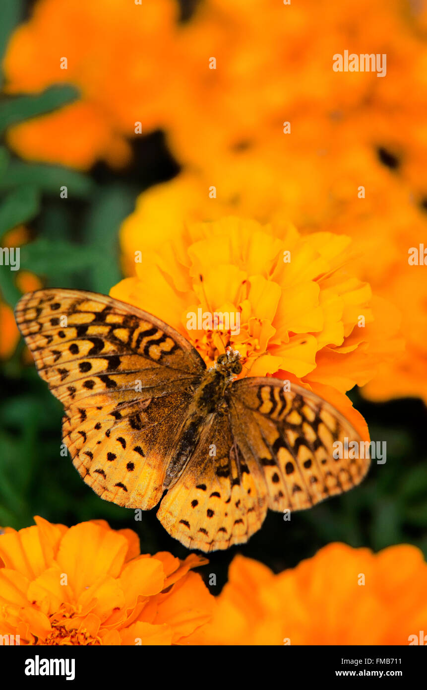 Fritillary butterfly wings open on marigold flowers in summer garden environment. Stock Photo