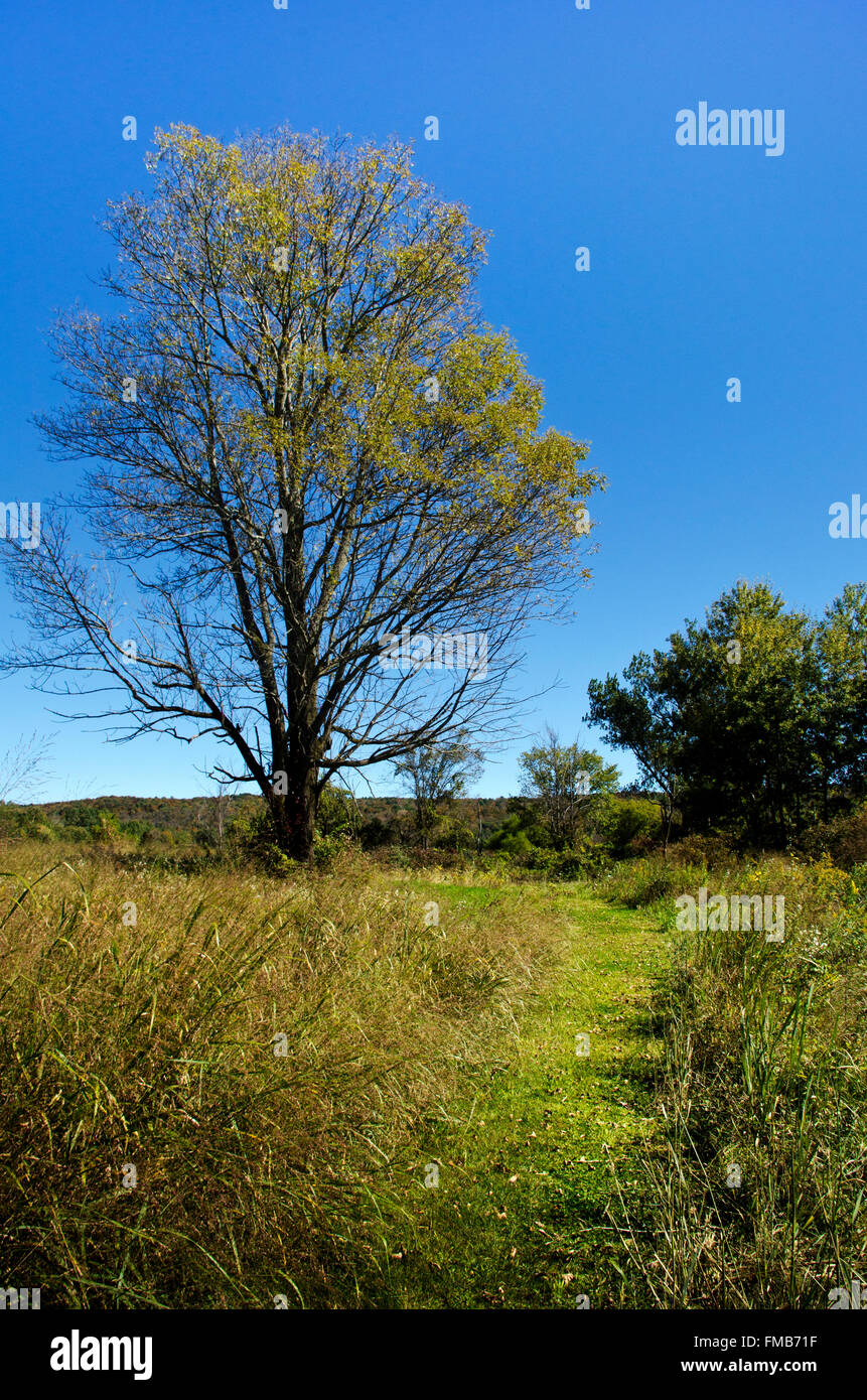 Tree in country field with path in Whitney Point Broome County Southern Tier Region upstate New York, USA. Stock Photo