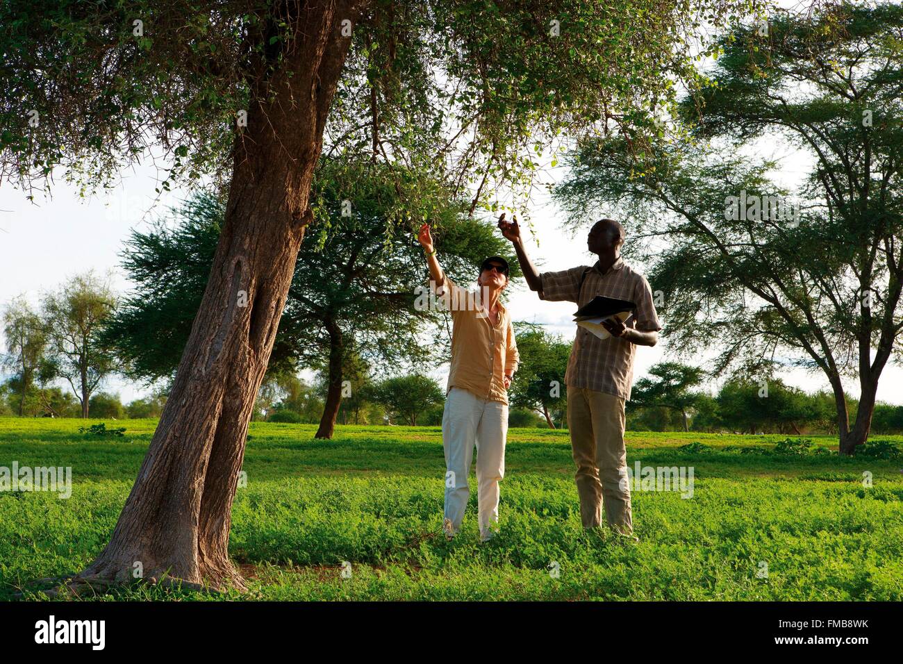 Senegal, Sahel, Ferlo region, Widou Thiengoly, Study reforestation Stock Photo