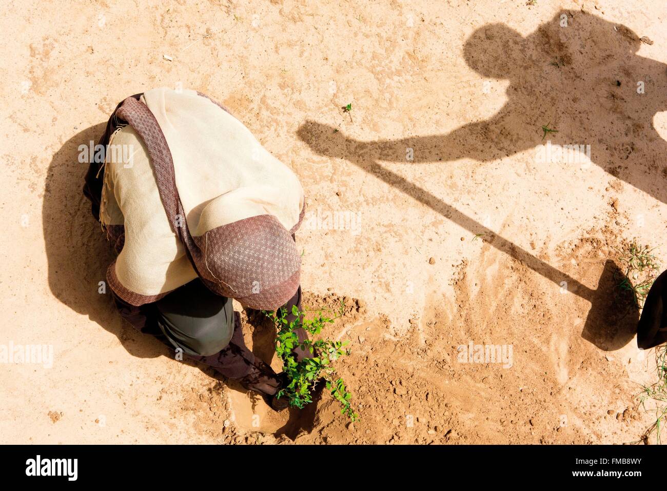 Senegal, Sahel, Ferlo region, Widou Thiengoly, planting acacia aegyptiaca Stock Photo