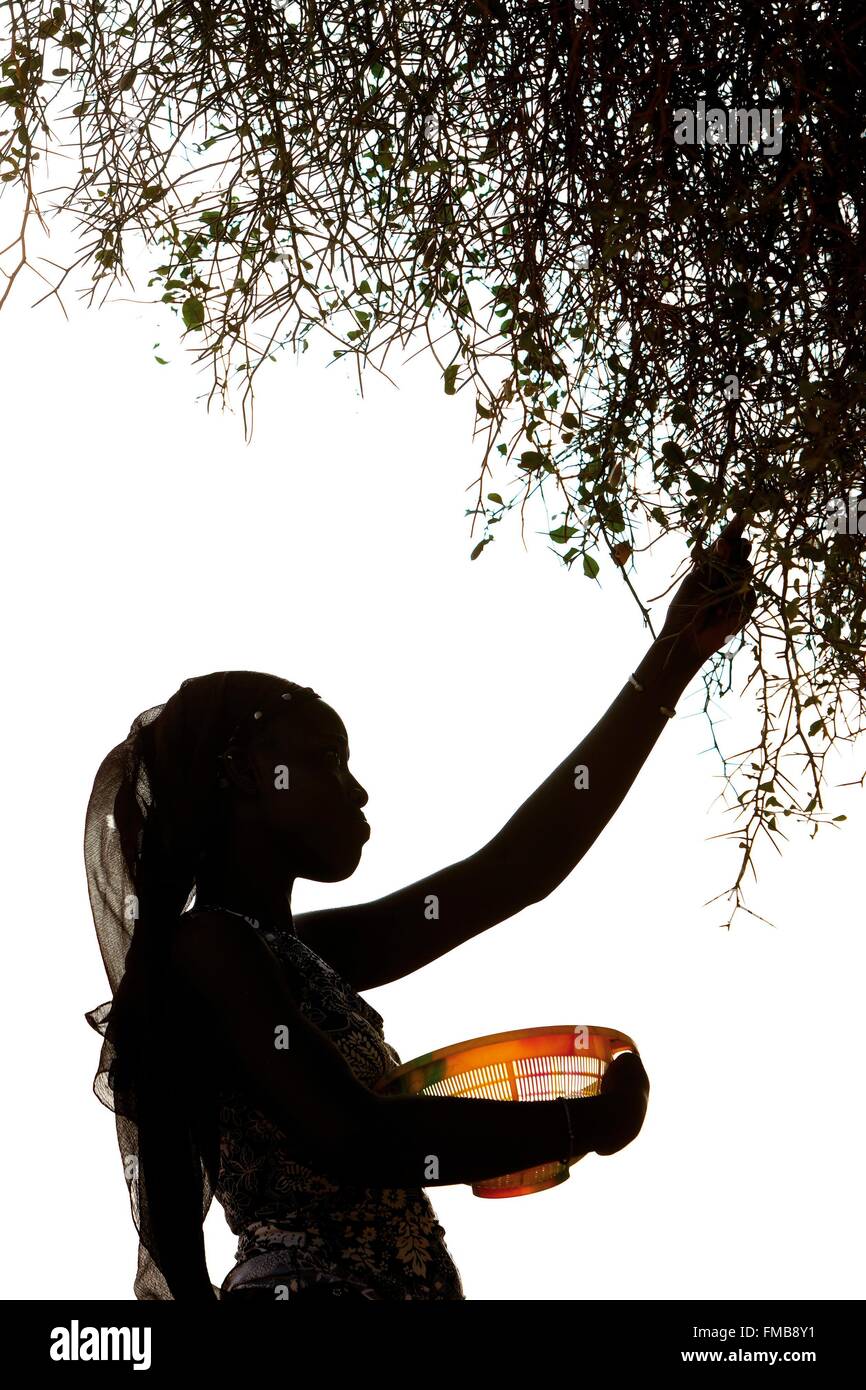 Senegal, Sahel, Ferlo region, Widou Thiengoly, Picking balanites of dates aegyptiaca Stock Photo
