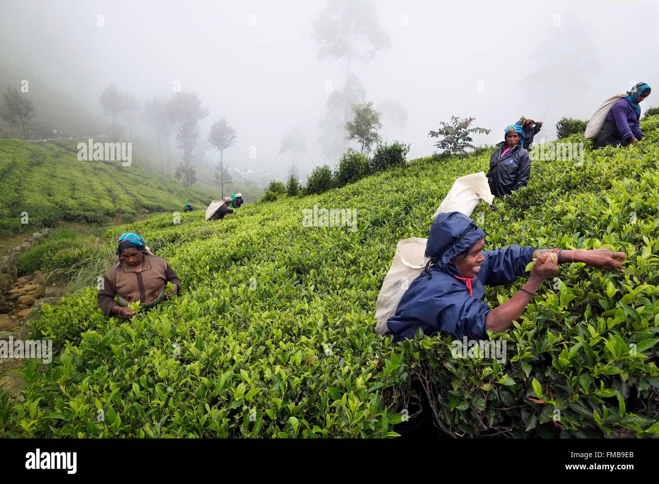 Sri Lanka, Uva Province, Dambetenne, Lipton's Seat, next to Haputale, walking around tea plantations and seeing Tamul tea Stock Photo