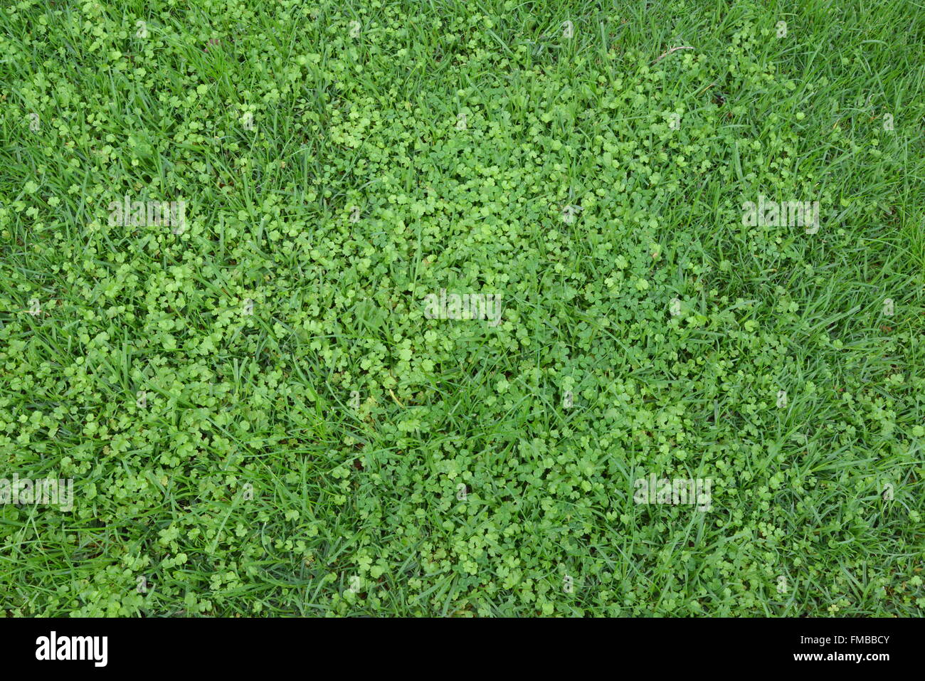 Close up of Green Grass Stock Photo