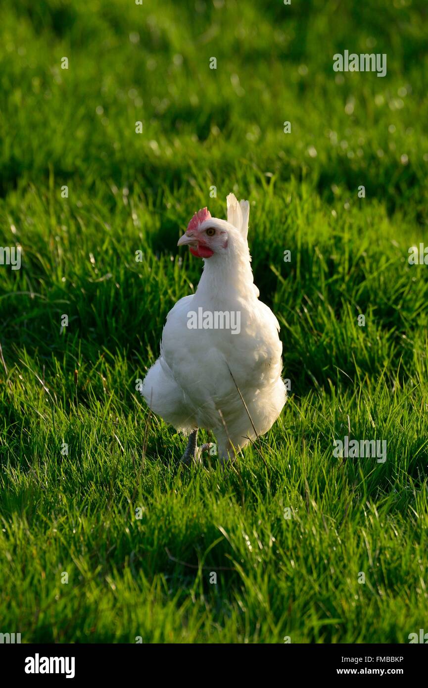 France, Saone et Loire, Sens-sur-Seille, Poulet de Bresse AOC chicken farm, free range chicken Stock Photo