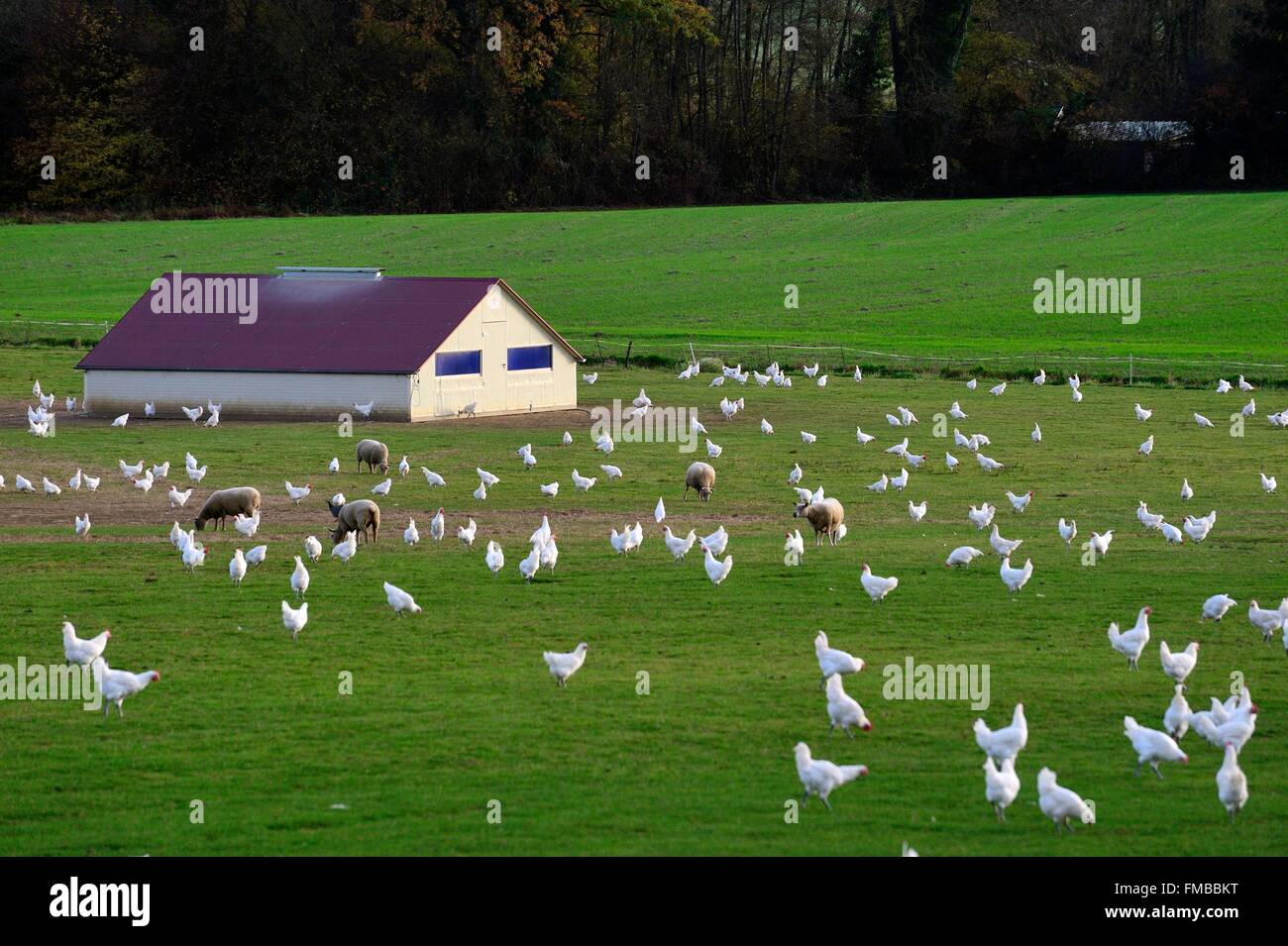 France, Saone et Loire, Sens-sur-Seille, Poulet de Bresse AOC chicken farm, free range chicken Stock Photo