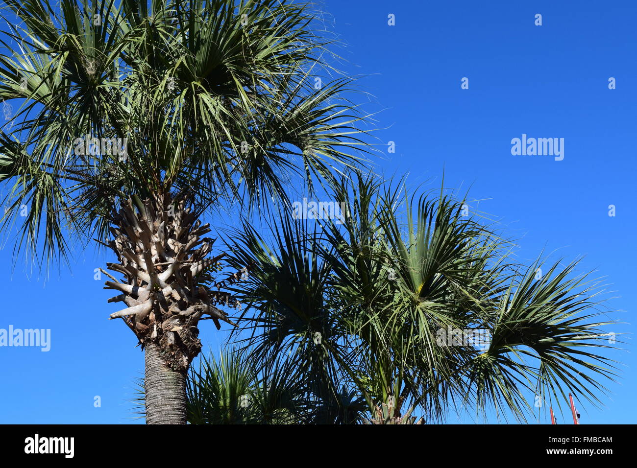 Bright Blue Sky and Palm Trees Stock Photo