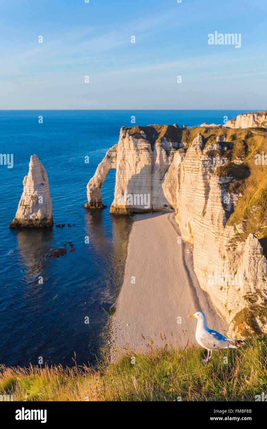France, Seine Maritime, Caux, Alabaster Coast, Etretat, the Aval cliff ...