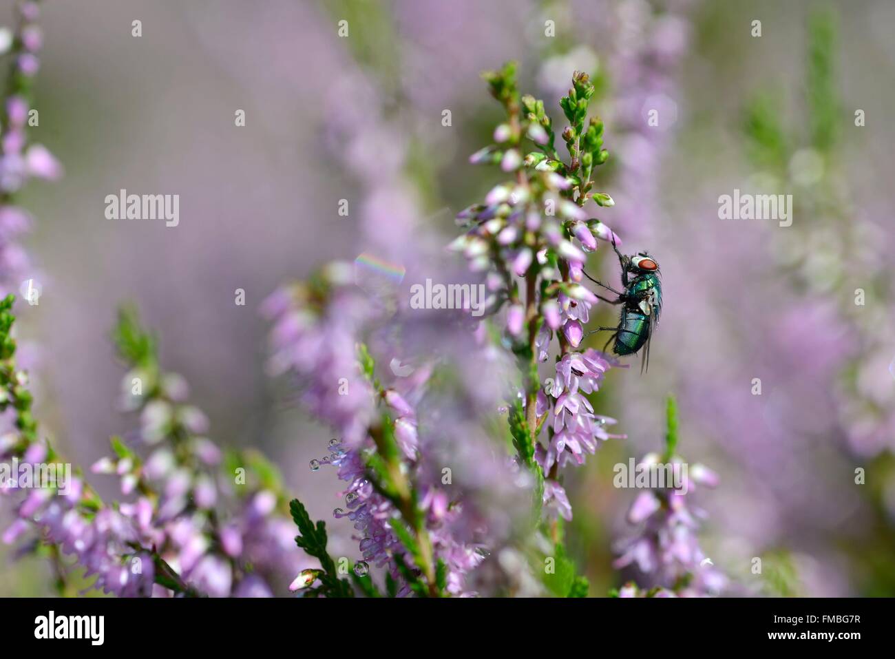 France, Haute Saône, Ballon de Servance, Calluna vulgaris, flowers, green fly (Lucillia caesar) Stock Photo