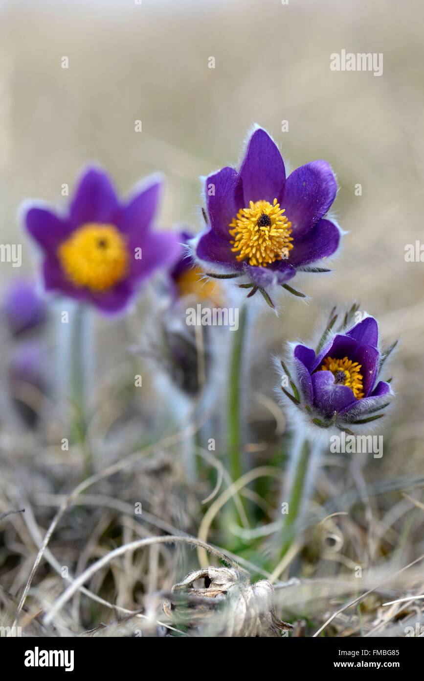 France, Haut Rhin, Westhalten, dry hill of Strangenberg, Pulsatilla vulgaris, flowers Stock Photo