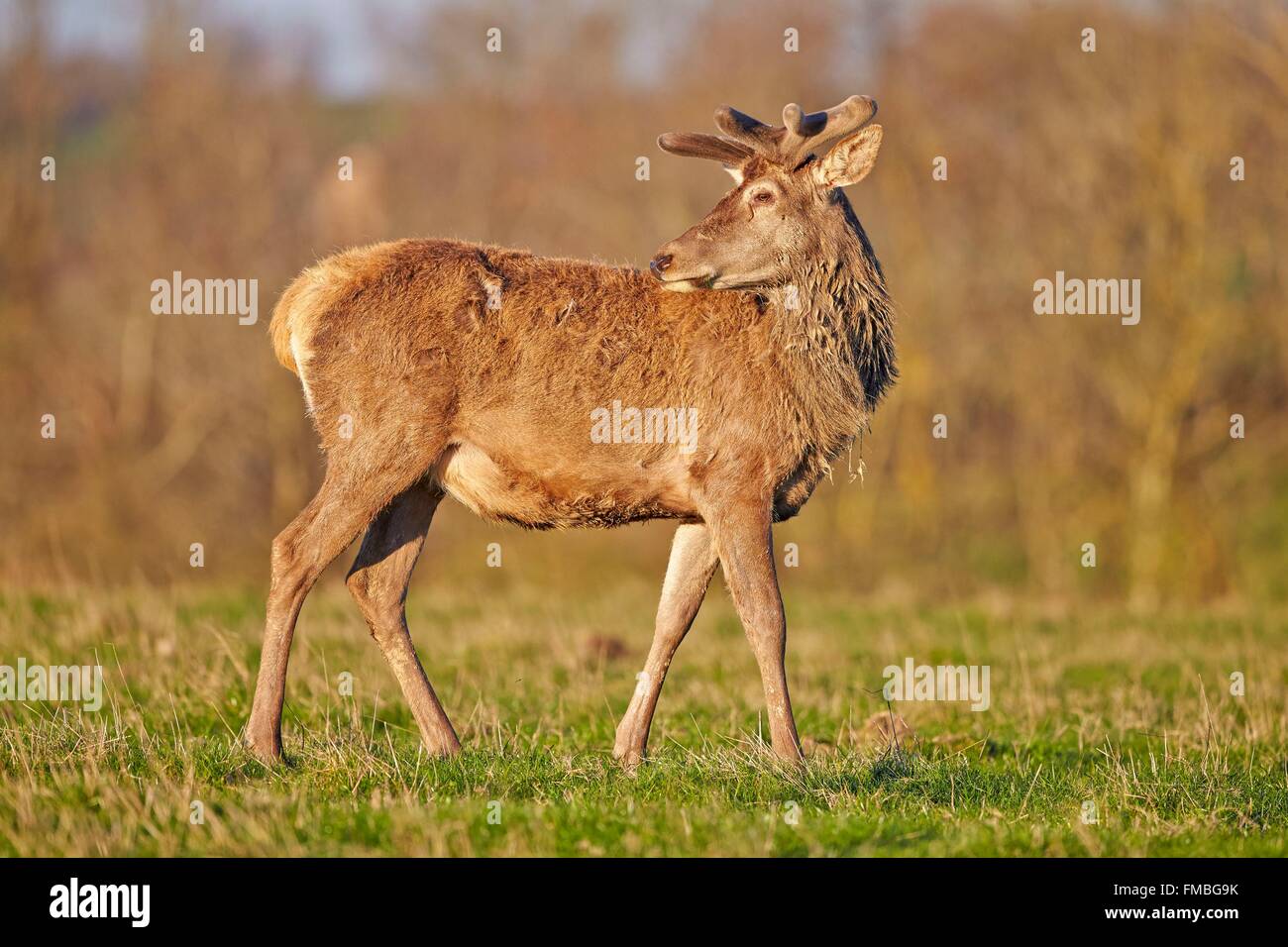France, Haute Saone, Private park, Red Deer (Cervus elaphus), deer in