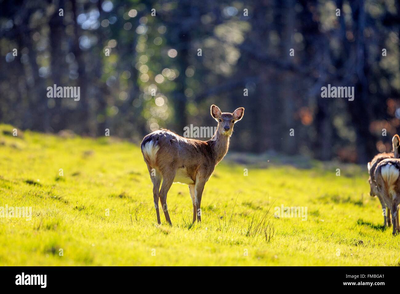 Sika Deer Stock Photos Sika Deer Stock Images Alamy